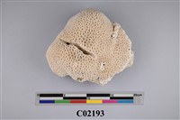 藏品(珊瑚化石)的圖片